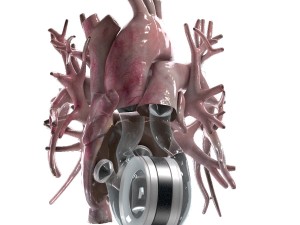 artificial human heart beating 3D Model