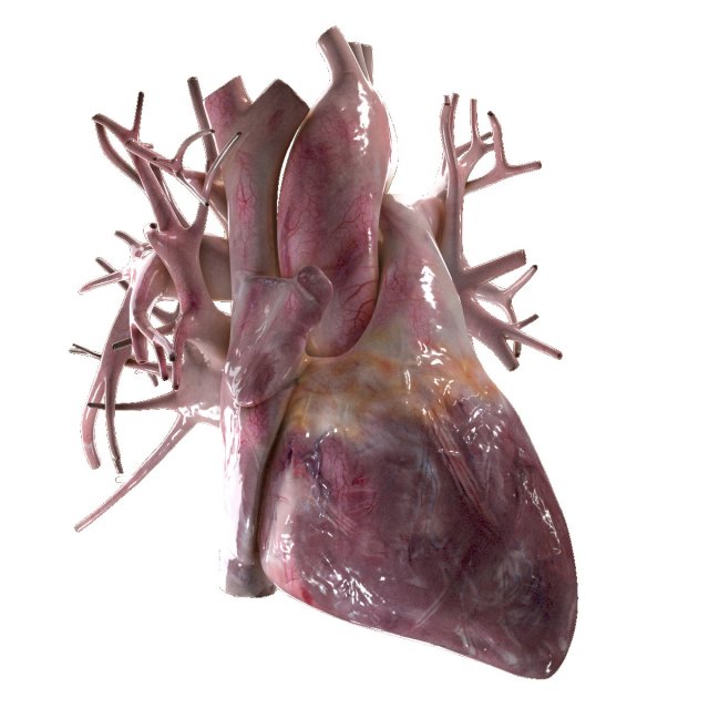 human heart beating high quality 3D Model .c4d .max .obj .3ds .fbx .stl .blend 