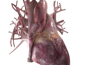 human heart beating high quality 3D Model
