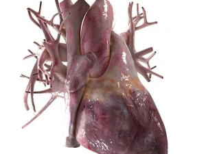 人类心脏跳动高品质 3D 模型