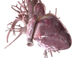 human heart beating high quality 3D Model