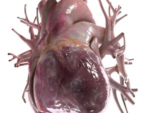 human heart beating high quality 3D Model