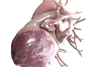 human heart beating high quality 3D Model