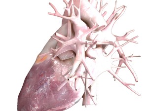 human heart beating high quality 3D Model