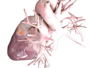 human heart beating high quality 3D Model
