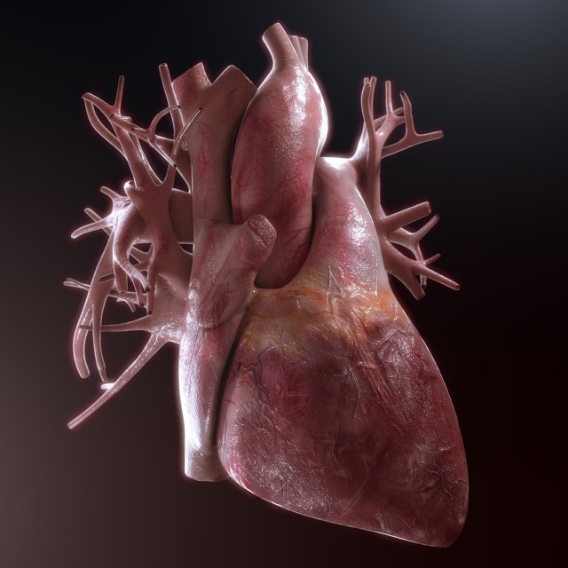 human heart high quality 3Dモデル .c4d .max .obj .3ds .fbx .stl .blend 