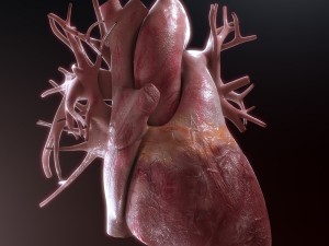 human heart high quality 3D Model