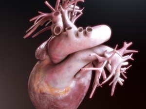 human heart high quality 3Dモデル