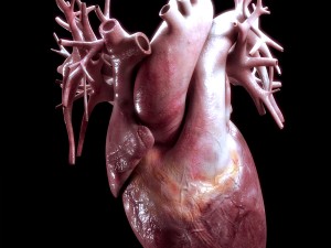 human heart high quality 3Dモデル