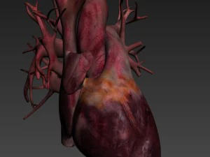 human heart high quality 3D Model