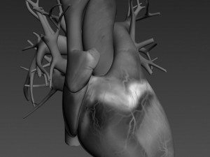 human heart high quality 3Dモデル