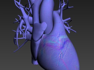 human heart high quality 3Dモデル