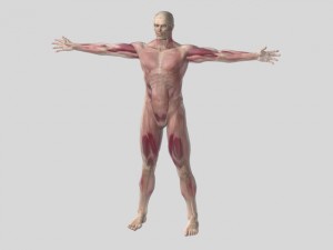 anatomic man 3D Модель
