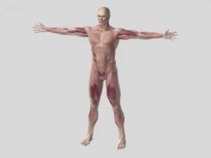 anatomic man 3D Model
