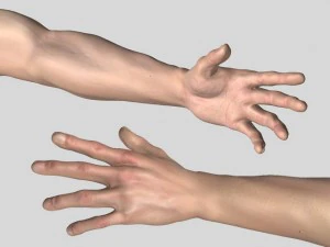 anatomic man 3D Model