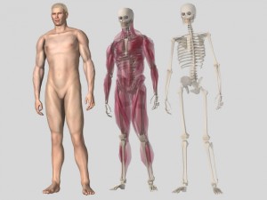 anatomic man 3D Модель