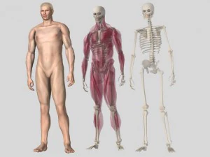 anatomic man 3D Model