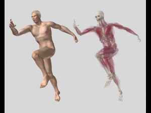 anatomic man 3D Модель