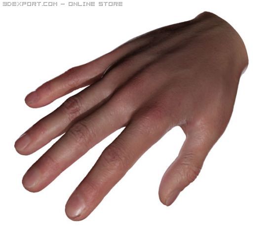 Real Hand Sss Sctatter Shade 3d Model In Anatomy 3dexport
