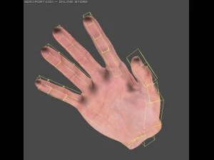 real hand sss sctatter shade 3D Model
