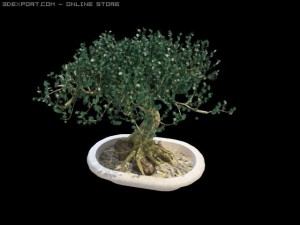 dimkrabonsai 3D Модель