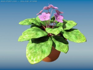 dimkraafricanviolet Model 3D