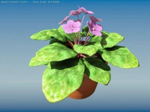 przyćmiony afrykański fiolet Model 3D