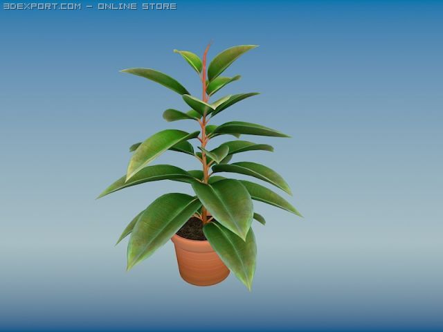 dimkra rubberplant Model 3D .c4d .max .obj .3ds .fbx .stl .blend 