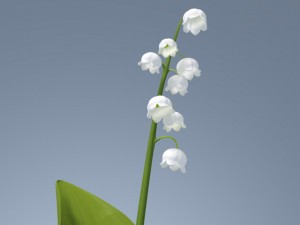 lily of valley Modelo 3D