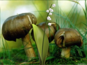 lily of valley Modelo 3D