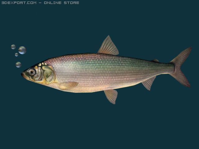 herring fish 3Dモデル .c4d .max .obj .3ds .fbx .stl .blend 