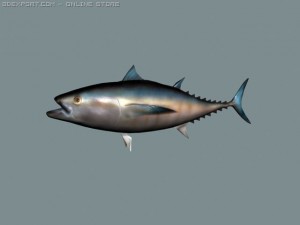 bluefin tuna 3D Model