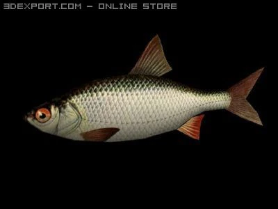 um pequeno peixe de rio Modelo 3D .c4d .max .obj .3ds .fbx .stl .blend