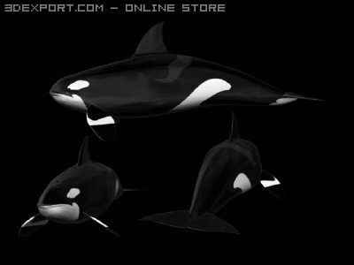 orca aka killer whale 3D 모델 .c4d .max .obj .3ds .fbx .stl .blend 