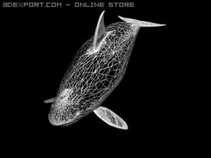 orca aka killer whale 3D 모델