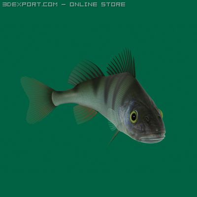 perch 3D-Modell .c4d .max .obj .3ds .fbx .stl .blend 