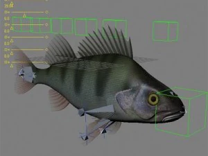 perch 3D Model