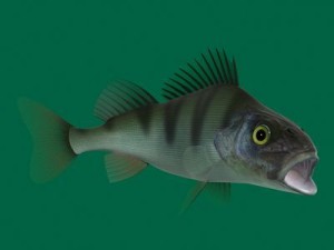 perch 3D-Modell