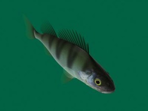 perch 3D-Modell