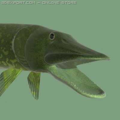 the pike Modelo 3D .c4d .max .obj .3ds .fbx .stl .blend 