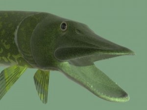 the pike 3D Model