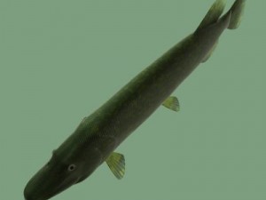 the pike Modelo 3D