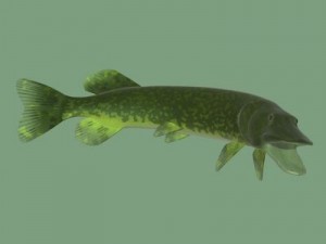 the pike Modelo 3D