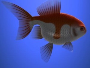 goldfish Model 3D