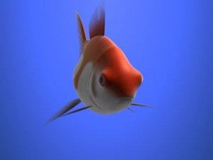 goldfish Model 3D