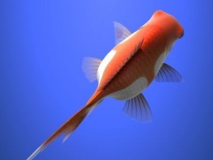 goldfish Model 3D