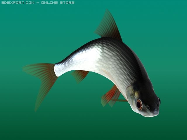 rutilus rutilus 3D Модель .c4d .max .obj .3ds .fbx .stl .blend 
