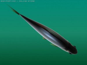 rutilus rutilus 3D Модель