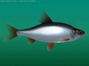 rutilus rutilus 3D Модель