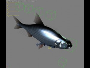 rutilus rutilus 3D Модель